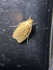 Agonopterix thelmae