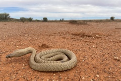 Pseudonaja aspidorhyncha