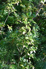 Rhododendron dauricum