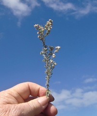 Eriocephalus racemosus