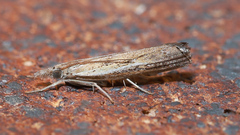 Ptochostola microphaeellus