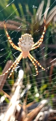 Argiope lobata