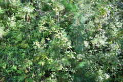 Rhododendron dauricum