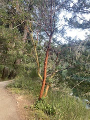 Arbutus menziesii