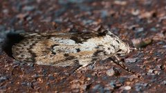 Philobota baryptera