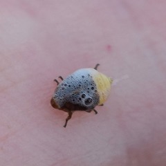 Clastoptera lineatocollis