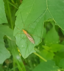 Nephrotoma ferruginea