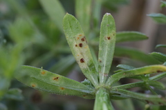 Puccinia punctata