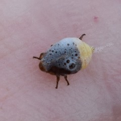 Clastoptera lineatocollis