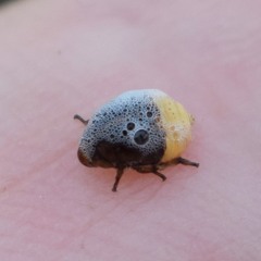 Clastoptera lineatocollis