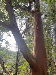 Arbutus menziesii
