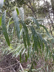 Salix exigua