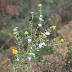 Clastoptera lineatocollis