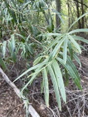 Salix exigua