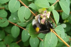 Bombus