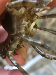 Faxonius erichsonianus