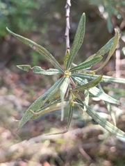 Salix eleagnos
