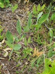 Polygonatum odoratum