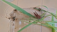 Locusta migratoria
