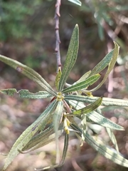 Salix eleagnos