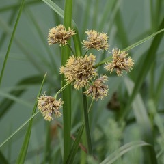 Schoenoplectus californicus
