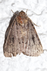 Amphipyra pyramidea