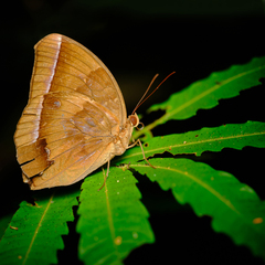 Thaumantis noureddin