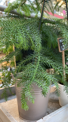 Eutacta