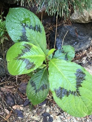 Persicaria filiformis
