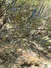 Salix eleagnos