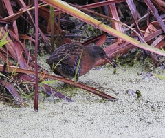 Rallus limicola