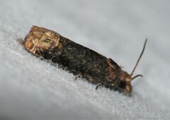 Eucosma ochroterminana