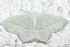 Campaea margaritaria