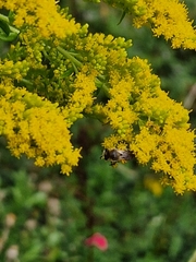 Colletes