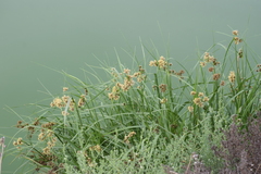 Schoenoplectus californicus