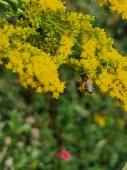 Colletes