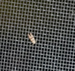 Blastobasis glandulella