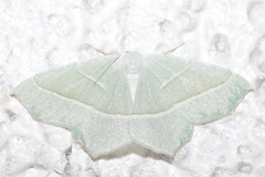 Campaea margaritaria