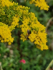 Colletes