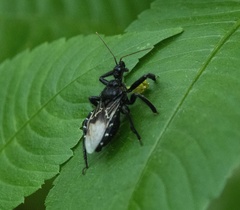 Apiomerus longispinis