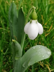 Galanthus elwesii