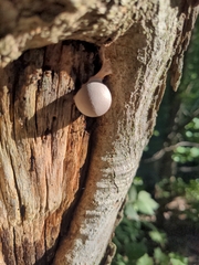 Reticularia lycoperdon