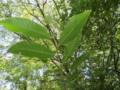 Castanea