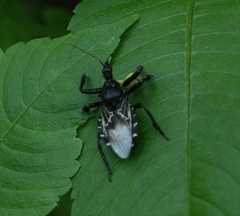 Apiomerus longispinis