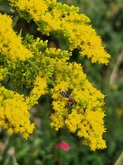 Colletes