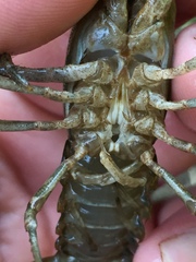 Faxonius erichsonianus