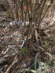 Salix eleagnos