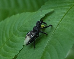 Apiomerus longispinis