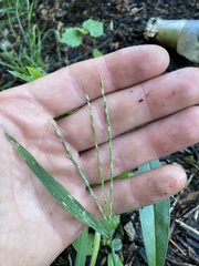Digitaria sanguinalis