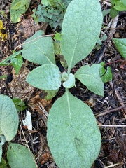 Verbascum